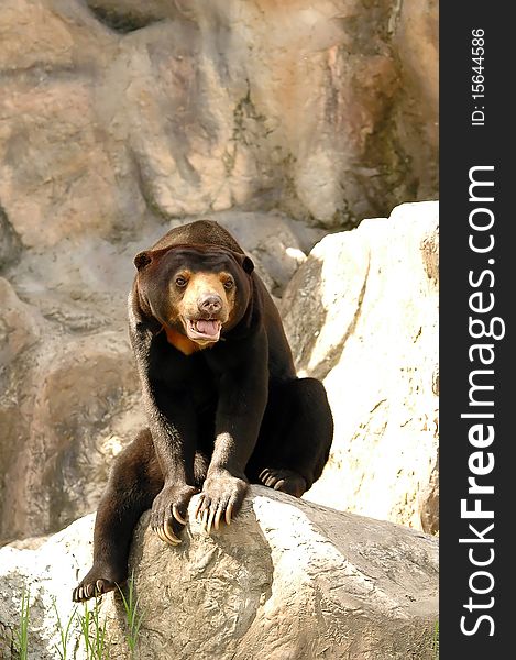 Malayan Sun Bear