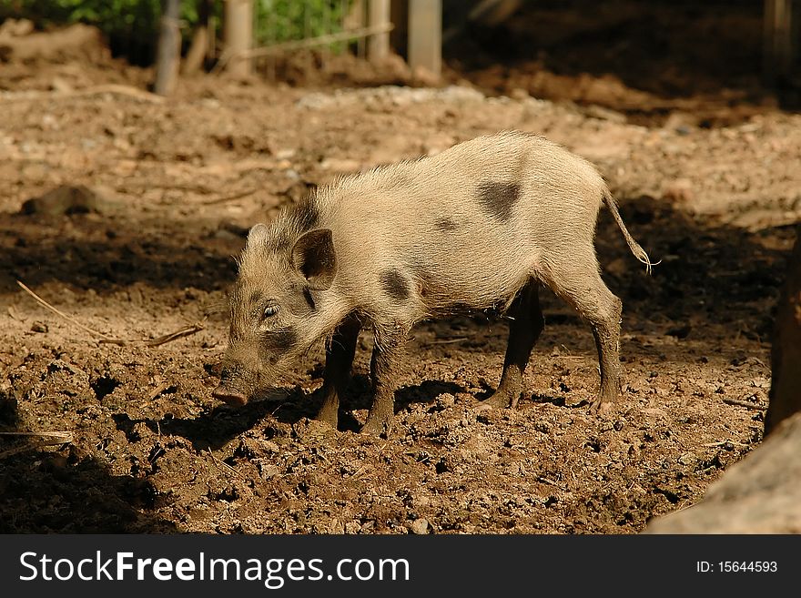Small pig in Chiangmai Night Safari
