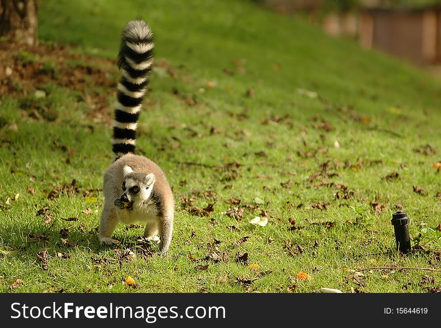 Ring tail lemur in Chiangmai Night Safari