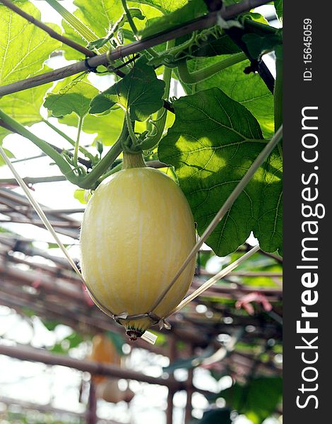 A view of a small pumpkin, still on the vine in the garden, ready for harvest. A view of a small pumpkin, still on the vine in the garden, ready for harvest.