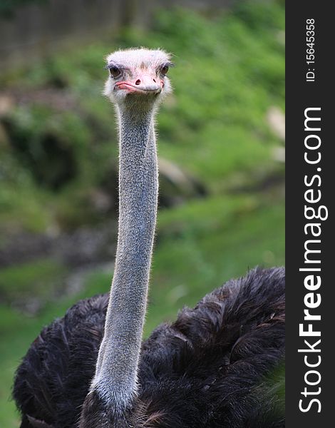 Head and neck of ostrich outdoors