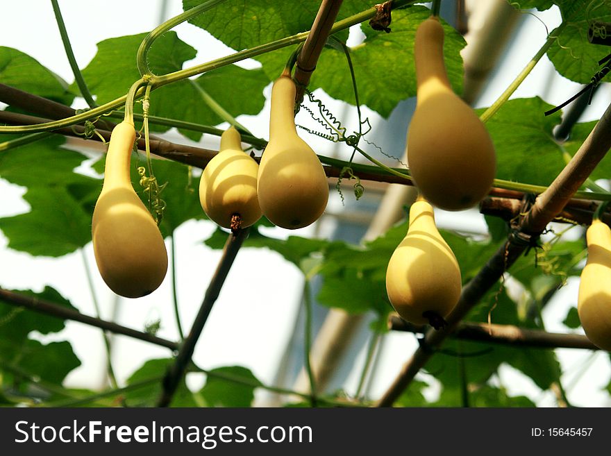 Calabashs  On The Vine