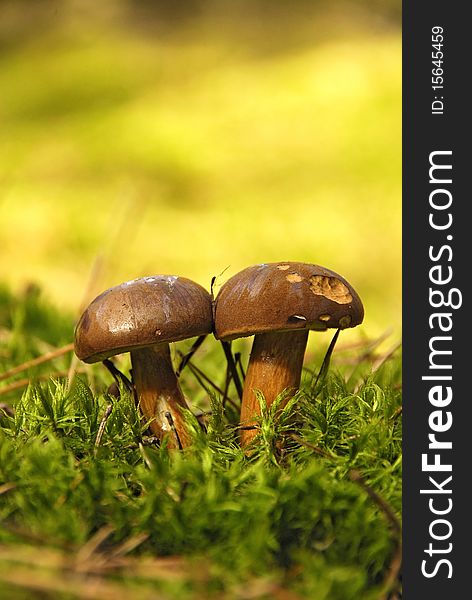 Edible mushroom on moss in the forest