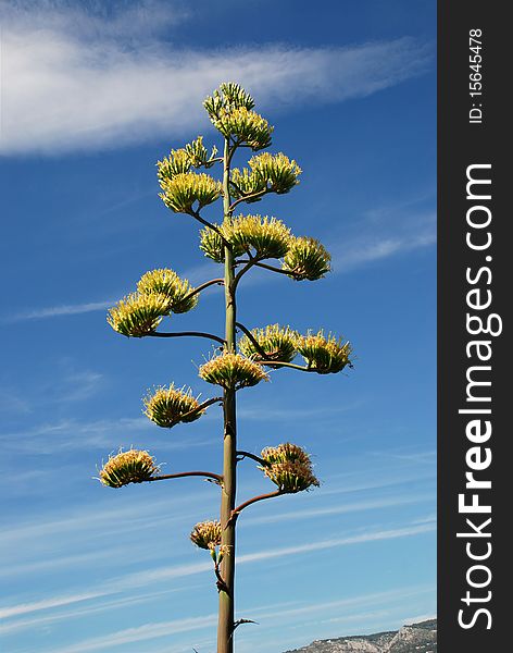 Flowers of the american Agave plant on blue sky