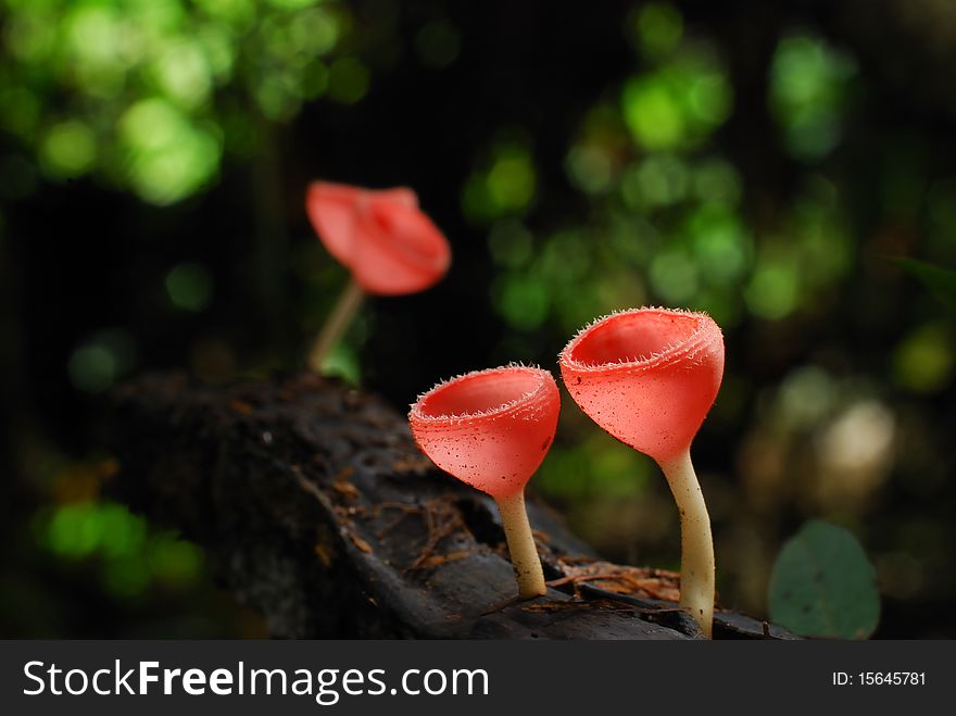 Close-up of Red mushroom in the forest.