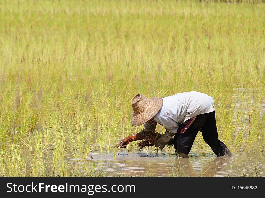 Farmer plants rice in the rice field, Thailand. Farmer plants rice in the rice field, Thailand