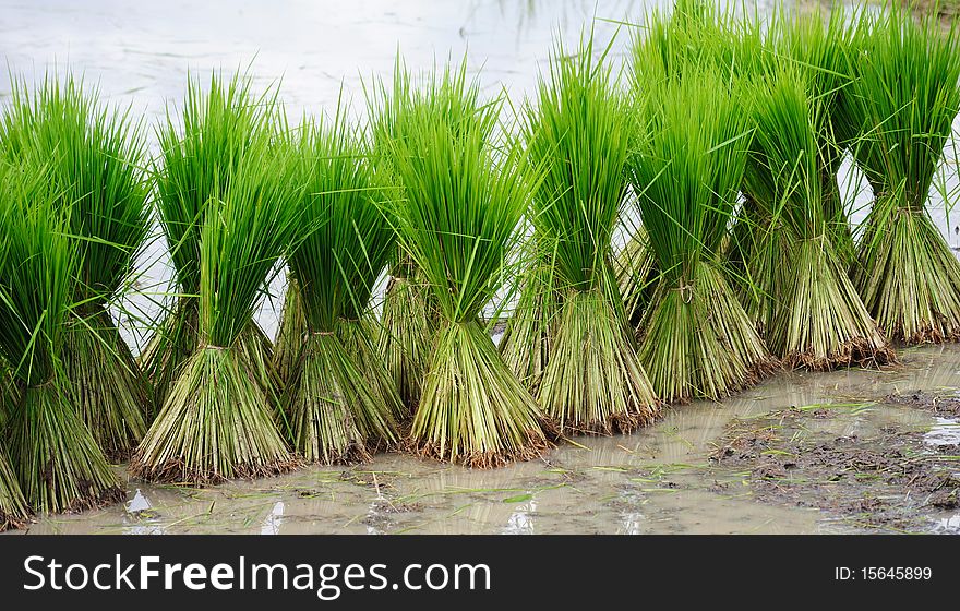 Young Rice Plant wait to be planted in the rice field