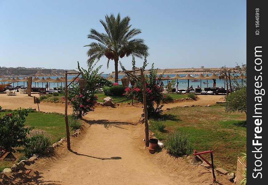 Exotic Red Sea sand beach in Egypt with umbrellas and palm. Exotic Red Sea sand beach in Egypt with umbrellas and palm