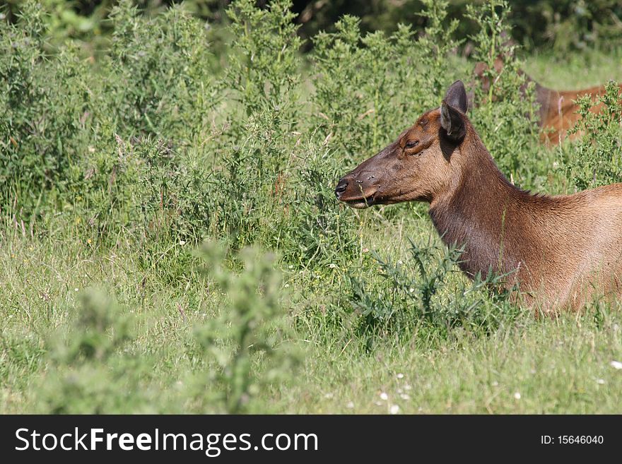 A cow (female) elk drowses in the sun, tucked down into some low bushes. A cow (female) elk drowses in the sun, tucked down into some low bushes.