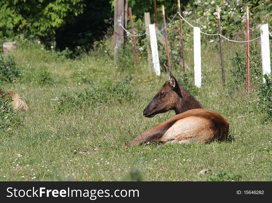 A cow (female) elk drowses in the sun, tucked down into some low bushes. A cow (female) elk drowses in the sun, tucked down into some low bushes.