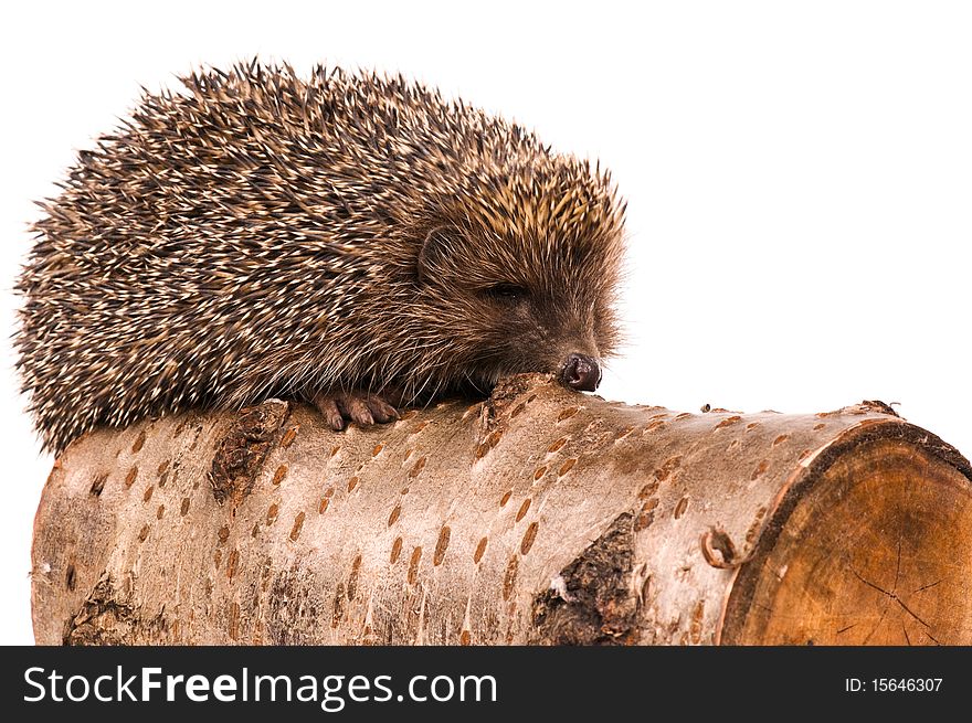 Nice hedgehog animal on stump isolated on white background