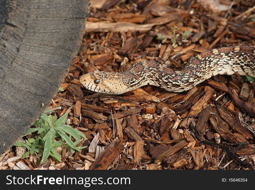 A bull snake, resembling a rattlesnake, but neither aggressive nor poisonous, gives the camera the eye.