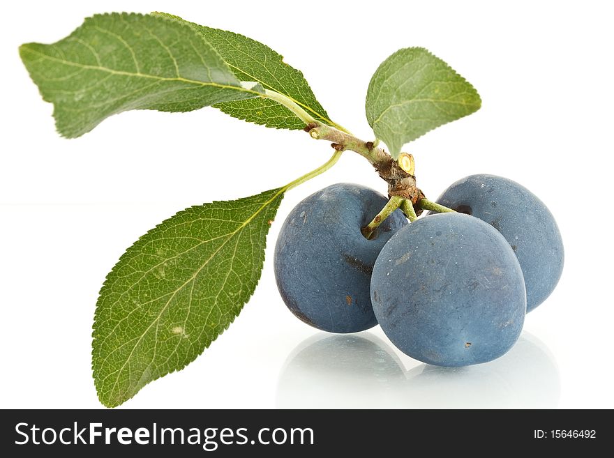 Three plums on a branch with leaves and isolated white background
