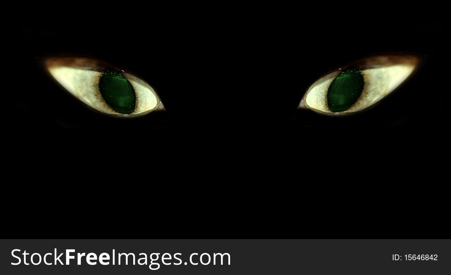 Shining green cats eye in darkness