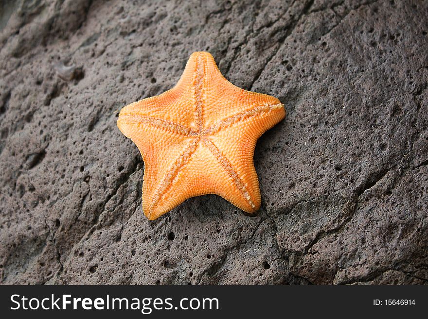 Orange starfish on a black stone