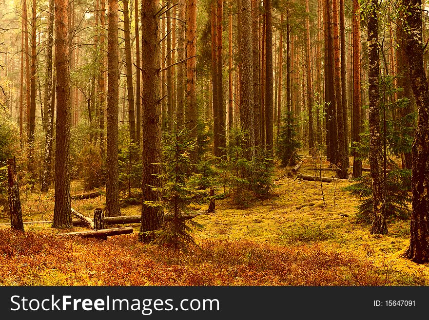 Pine forest in sunlight and carpet of moss. Pine forest in sunlight and carpet of moss