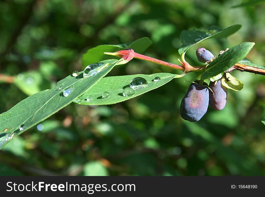 Ripe berries on a branch of honeysuckle forest