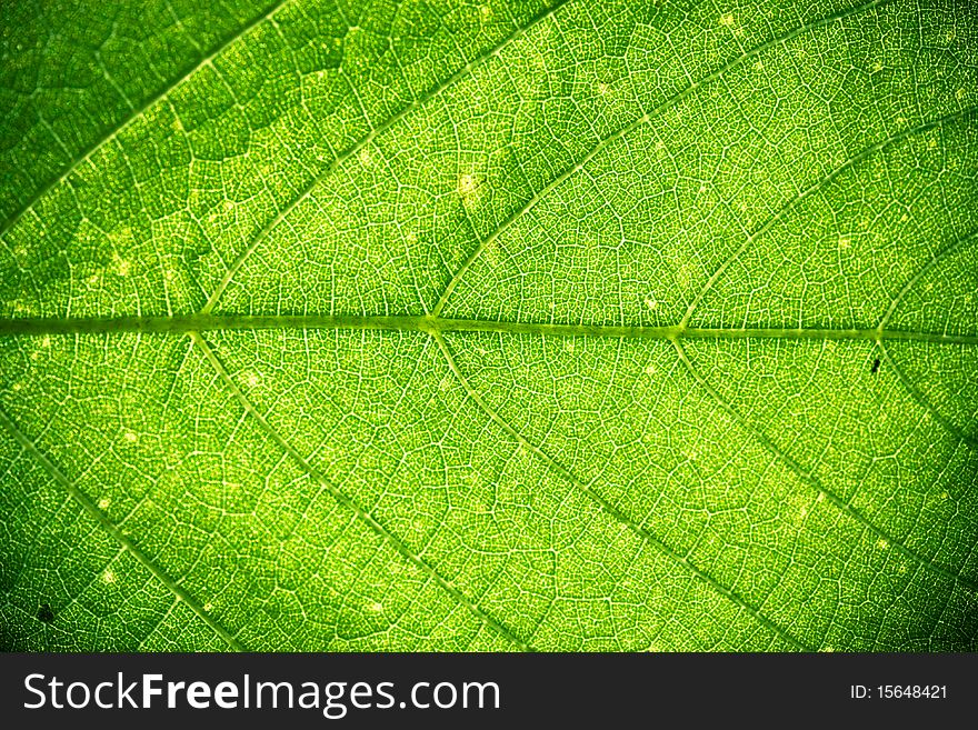 A very beautiful leaf texture