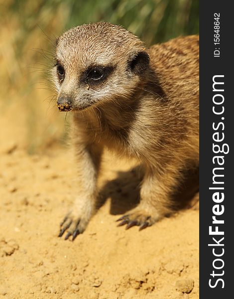 Animals: Baby meerkat showing its head and forelegs