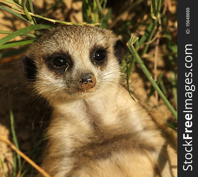 Baby meerkat looking at you