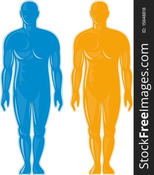 Illustration of a Male human anatomy standing front