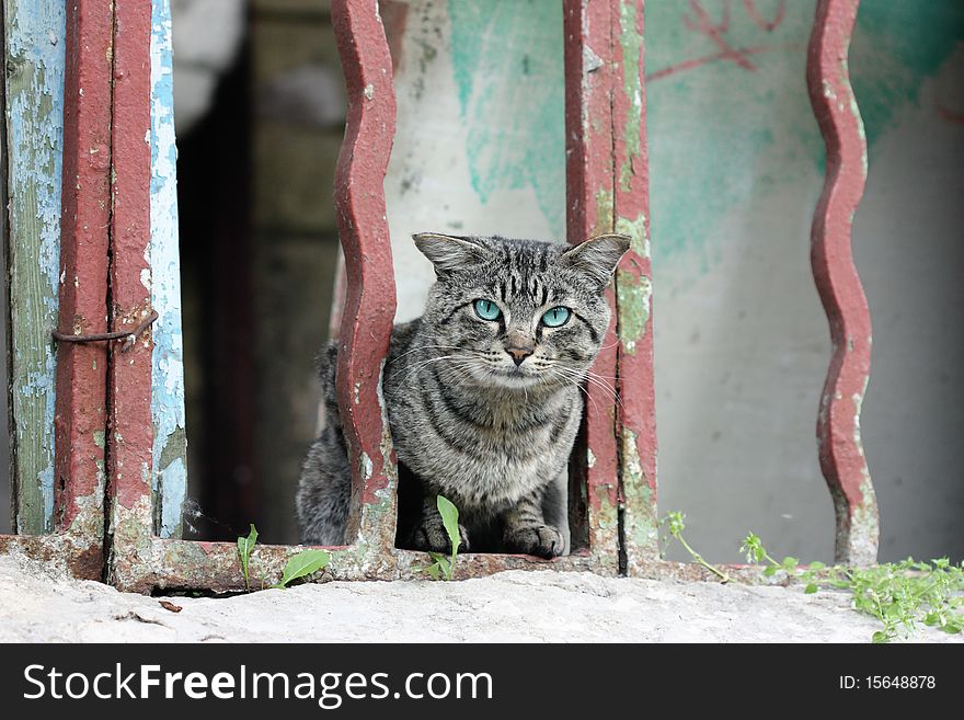 A striped cat with green eyes. A striped cat with green eyes