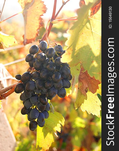 Ripe grapes of a wine grade hang on a rod, Ð¾ÑÐµÐ½Ð½Ñ it is time harvesting. Ripe grapes of a wine grade hang on a rod, Ð¾ÑÐµÐ½Ð½Ñ it is time harvesting