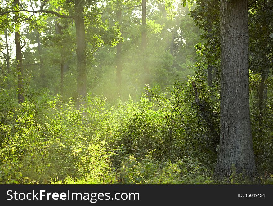 Morning summer forest with sun beams in fog