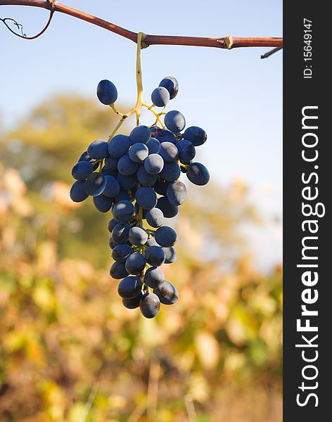 Ripe grapes of a wine grade hang on a rod, Ð¾ÑÐµÐ½Ð½Ñ it is time harvesting. Ripe grapes of a wine grade hang on a rod, Ð¾ÑÐµÐ½Ð½Ñ it is time harvesting