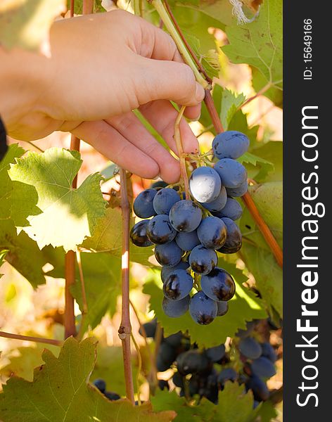 Ripe grapes of a wine grade hang on a rod, осення it is time harvesting. Ripe grapes of a wine grade hang on a rod, осення it is time harvesting