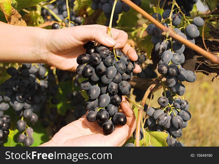 Ripe grapes of a wine grade hang on a rod, Ð¾ÑÐµÐ½Ð½Ñ it is time harvesting. Ripe grapes of a wine grade hang on a rod, Ð¾ÑÐµÐ½Ð½Ñ it is time harvesting