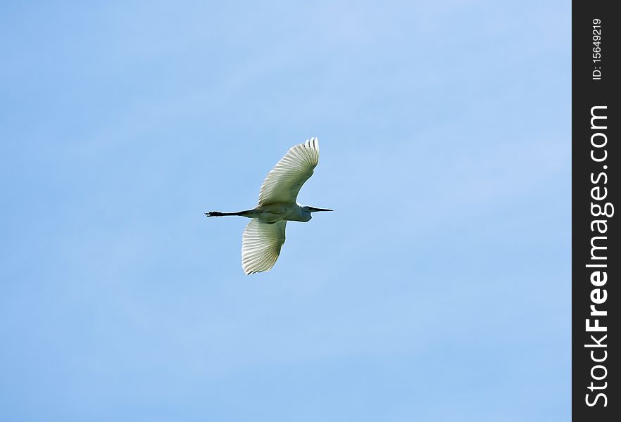 A nice big heron flying in the sky