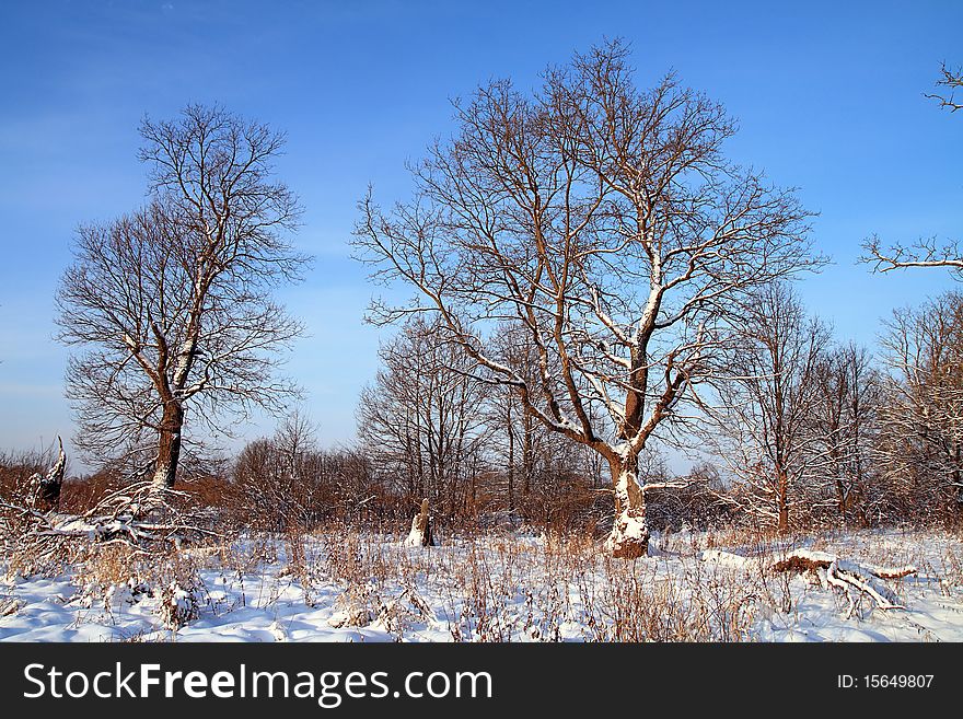 Big oak in snow amongst wood