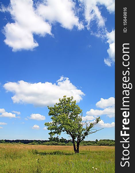 Small oak under cloudy sky