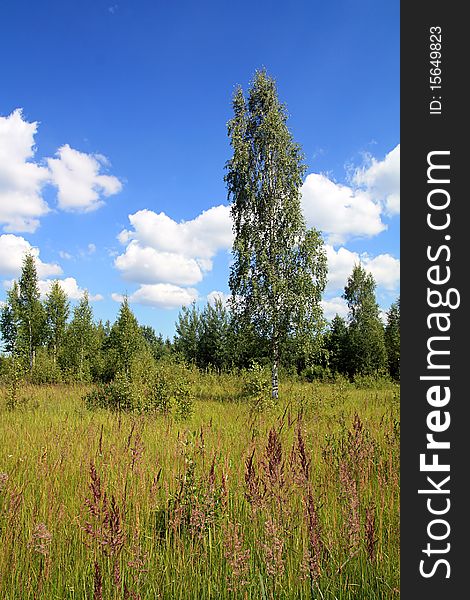 Green birch on autumn field