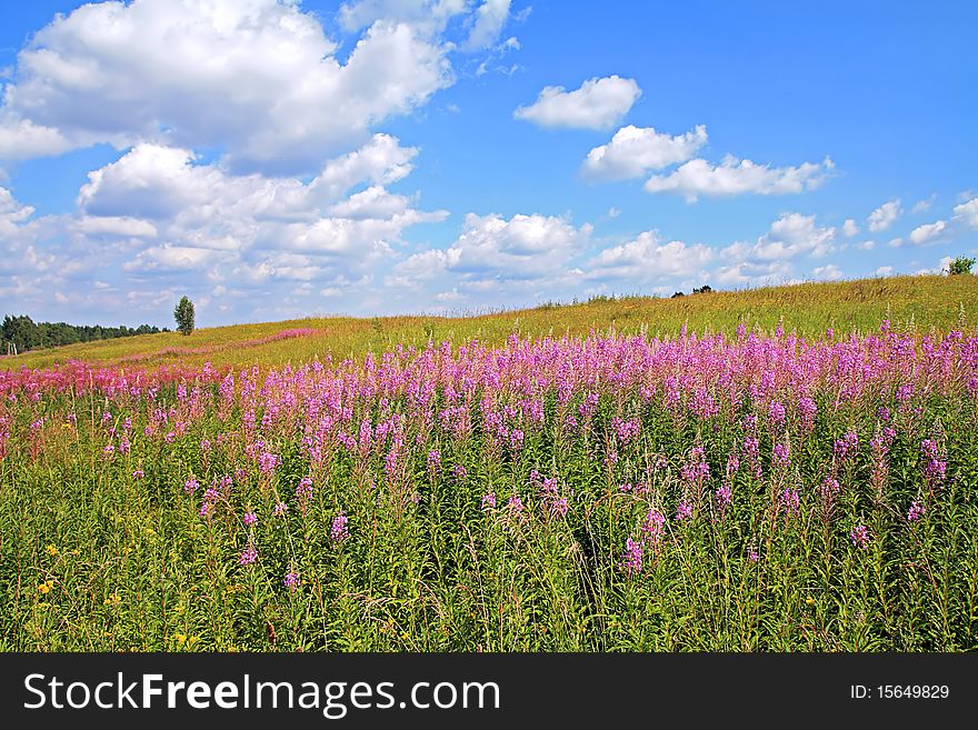 Violet flowerses on green field