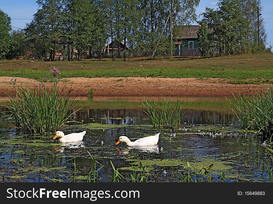 Two geese on lake near villages