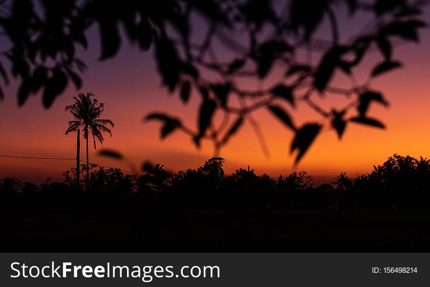 Silhouette of palm trees at tropical sunset on Bali island. Indonesia.