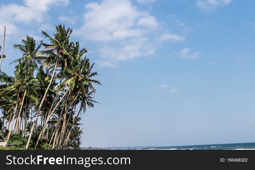 Landscape of black sand beach with beautiful palms. Bali island. Indonesia.