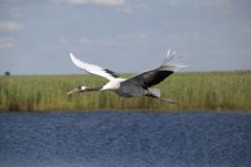 Red-crowned Crane Stock Photography Red-crowned Crane Stock Photography