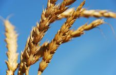 Wheat Ears Royalty Free Stock Photos Wheat Ears Royalty Free Stock Photos