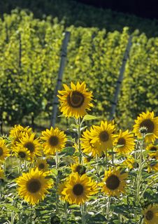 Sunflowers Royalty Free Stock Images Sunflowers Royalty Free Stock Images