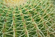 Close Up Of A Cactus : Coryphantha Stock Photos