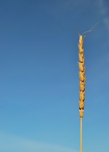 Wheat Ear Stock Photo Wheat Ear Stock Photo