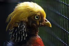 Close-up Of A Golden Pheasant Royalty Free Stock Photos