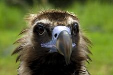 Cinereous Vulture (Aegypius Monachus) Royalty Free Stock Photography Cinereous Vulture (Aegypius Monachus) Royalty Free Stock Photography