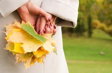 Woman Hands Holding Autumn Tree Leaves Stock Photos Woman Hands Holding Autumn Tree Leaves Stock Photos