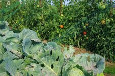 Cabbage And Tomato Beds Royalty Free Stock Photography