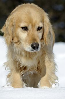 Blonde Dog Stock Photography