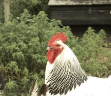Chicken Stock Images Chicken Stock Images
